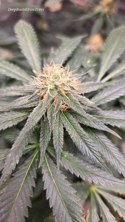 GG4 SHERBERT FF / FASTBUDS 420. Week 12