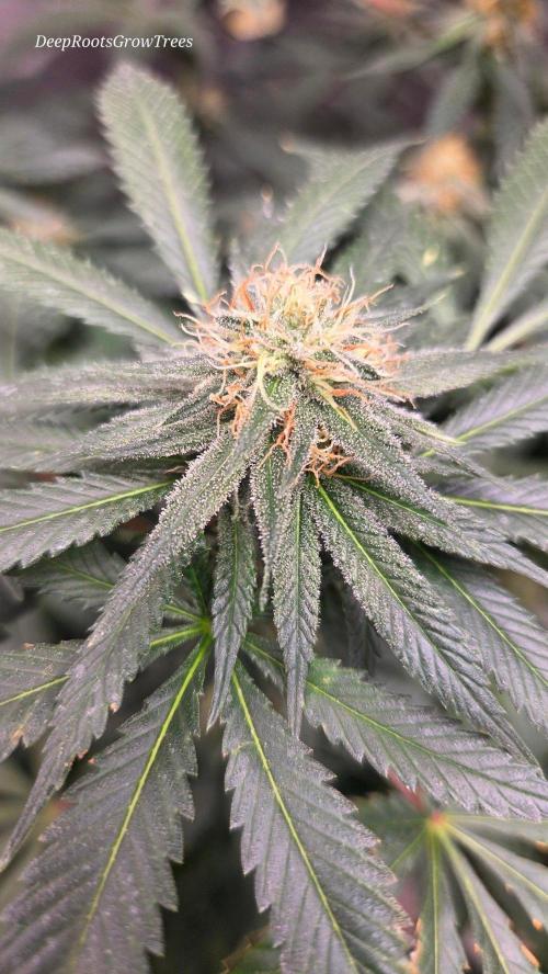 GG4 SHERBERT FF / FASTBUDS 420. Week 12