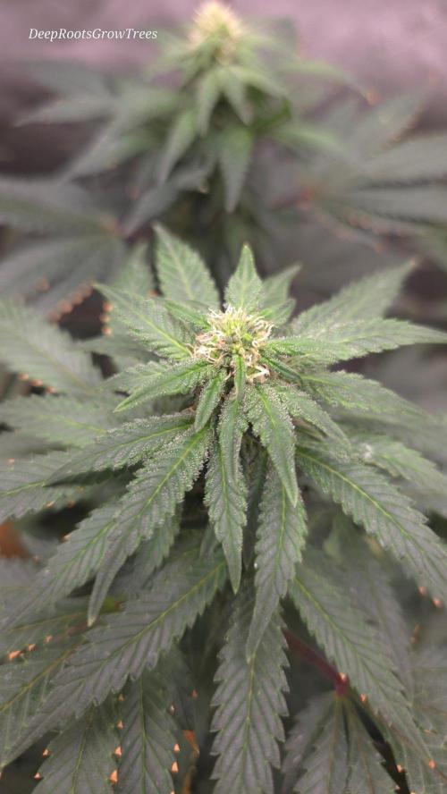 CANDY 🍫 / DIVINE SEEDS. Week 12