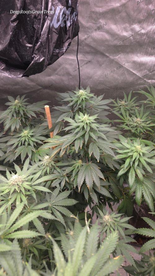 CANDY 🍫 / DIVINE SEEDS. Week 12