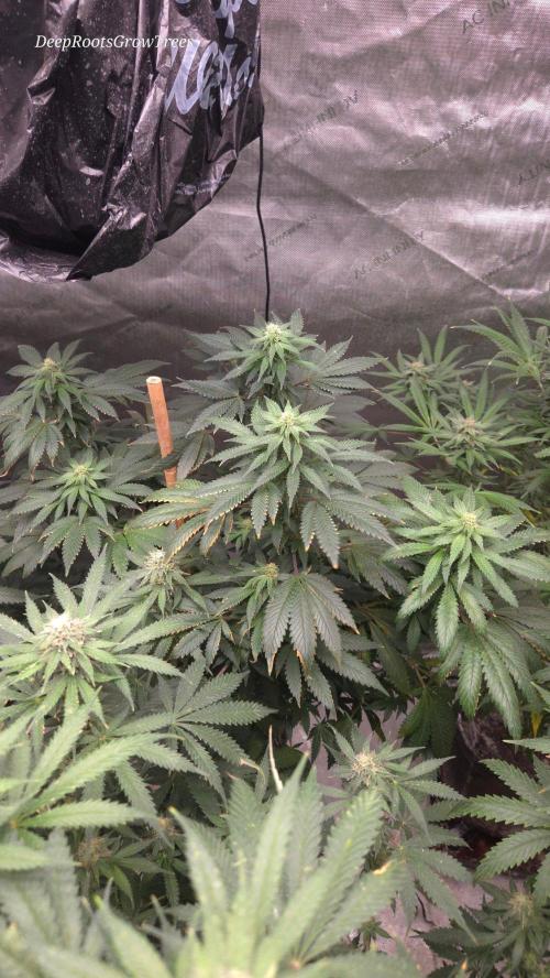 CANDY 🍫 / DIVINE SEEDS. Week 12