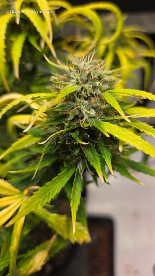 AUTO BLACK OPIUM. Week 11