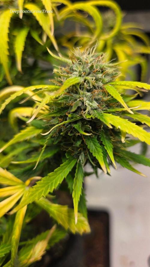 AUTO BLACK OPIUM. Week 11
