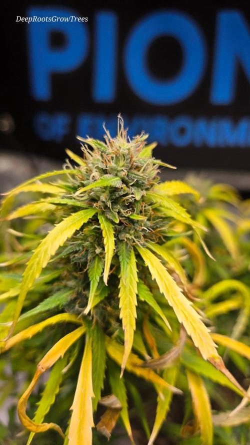 AUTO BLACK OPIUM. Week 11