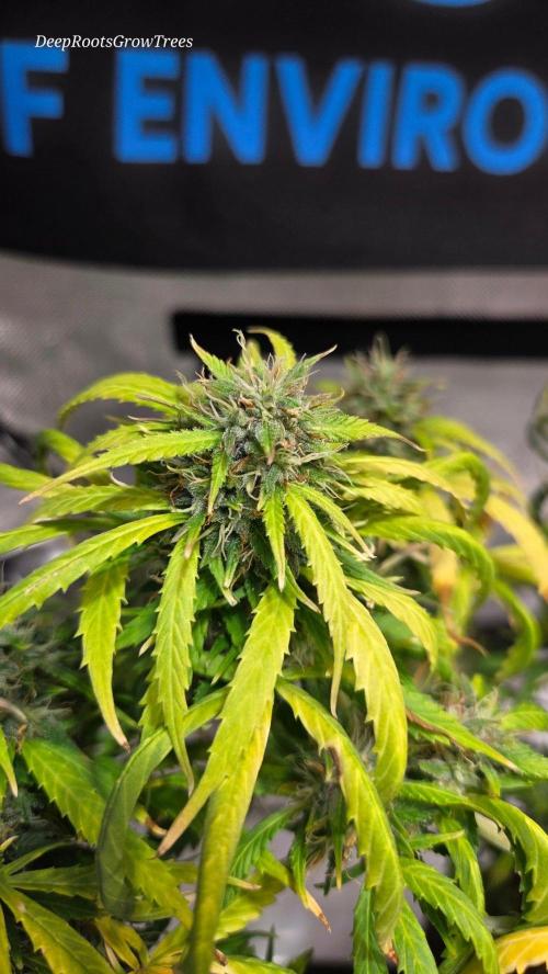 AUTO BLACK OPIUM. Week 11