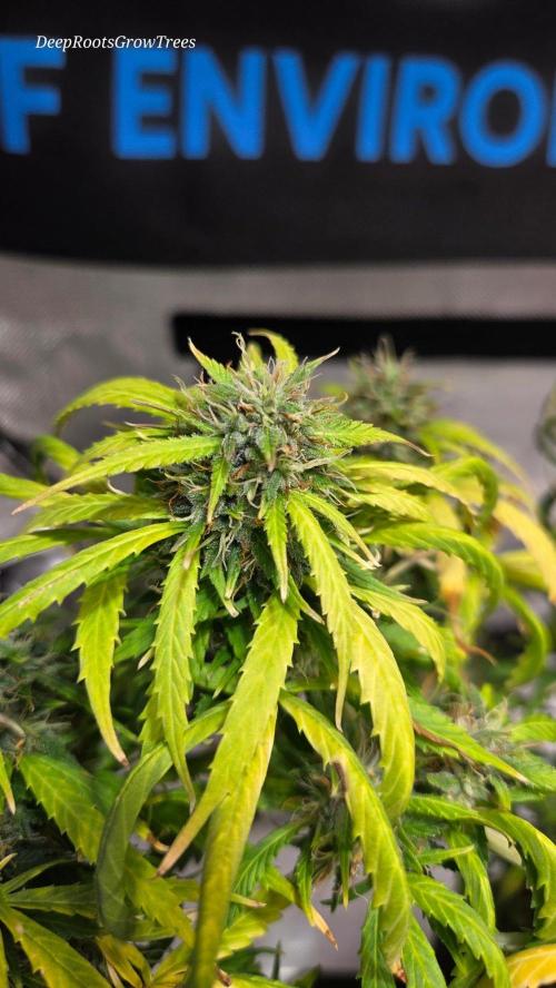 Auto Black Opium. Week 11