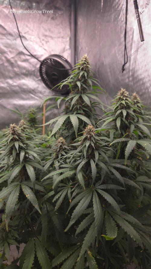 SPECIAL GROW CBD/THC. Week 14
