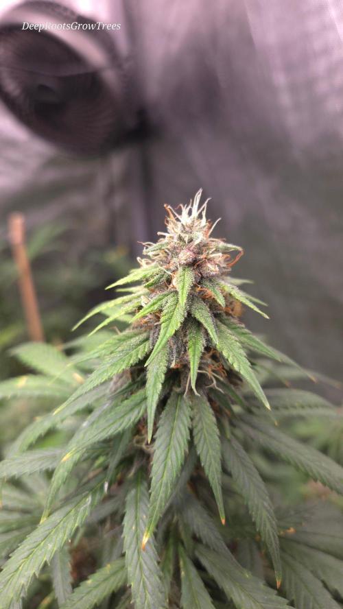 SPECIAL GROW CBD/THC. Week 14