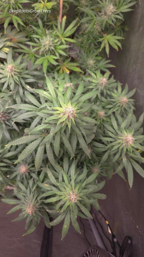 SPECIAL GROW CBD/THC. Week 14