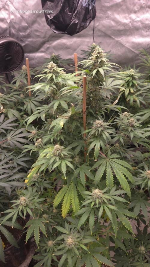 ORANGE 🍊 SHERBERT / FASTBUDS 420. Week 13