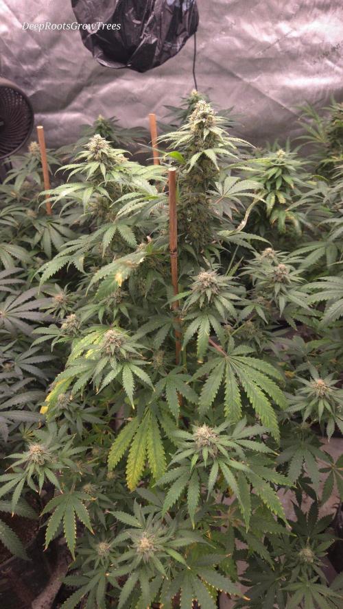 ORANGE 🍊 SHERBERT / FASTBUDS 420. Week 13