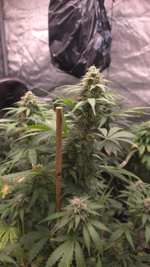 ORANGE 🍊 SHERBERT / FASTBUDS 420. Week 13