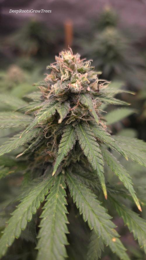 Orange Sherbet FF. Week 13