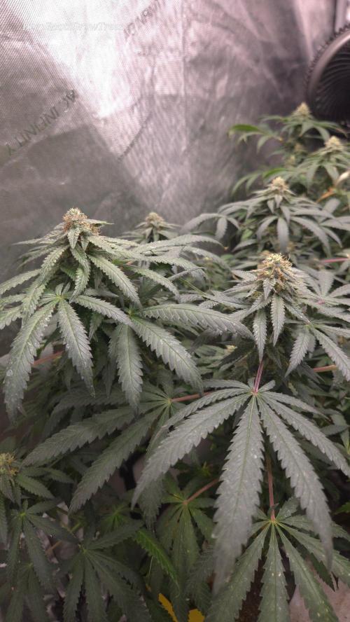 GG4 SHERBERT FF / FASTBUDS 420. Week 13
