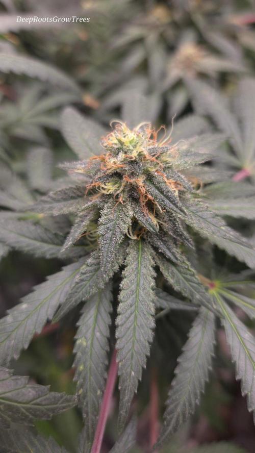 GG4 SHERBERT FF / FASTBUDS 420. Week 13