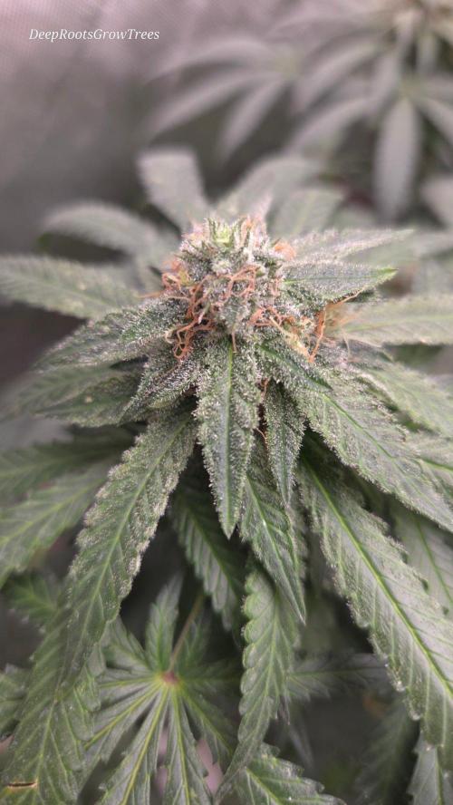 GG4 Sherbet FF. Week 13