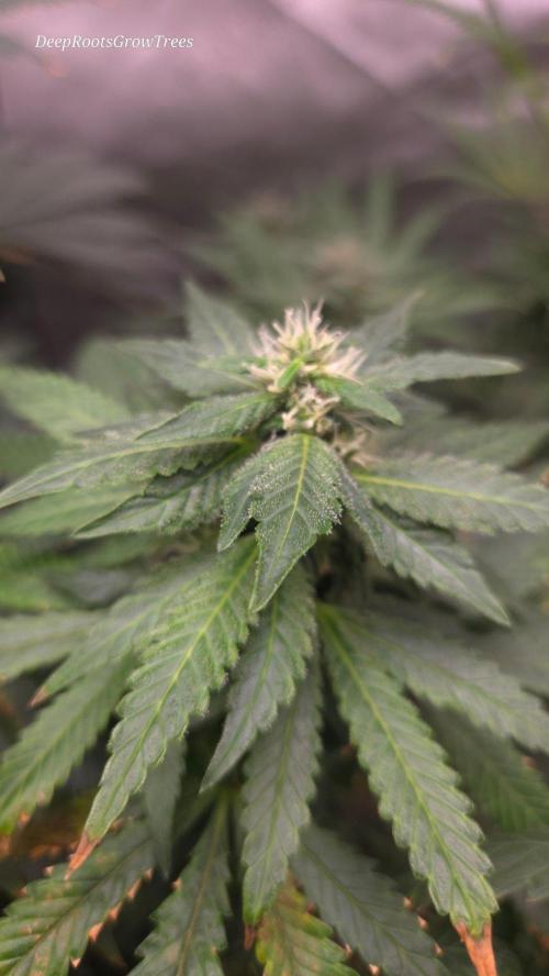 CANDY 🍫 / DIVINE SEEDS. Week 13