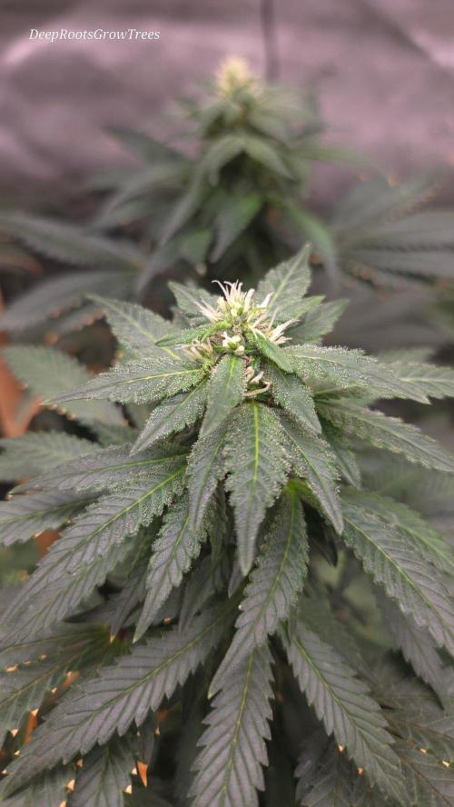 CANDY 🍫 / DIVINE SEEDS. Week 13