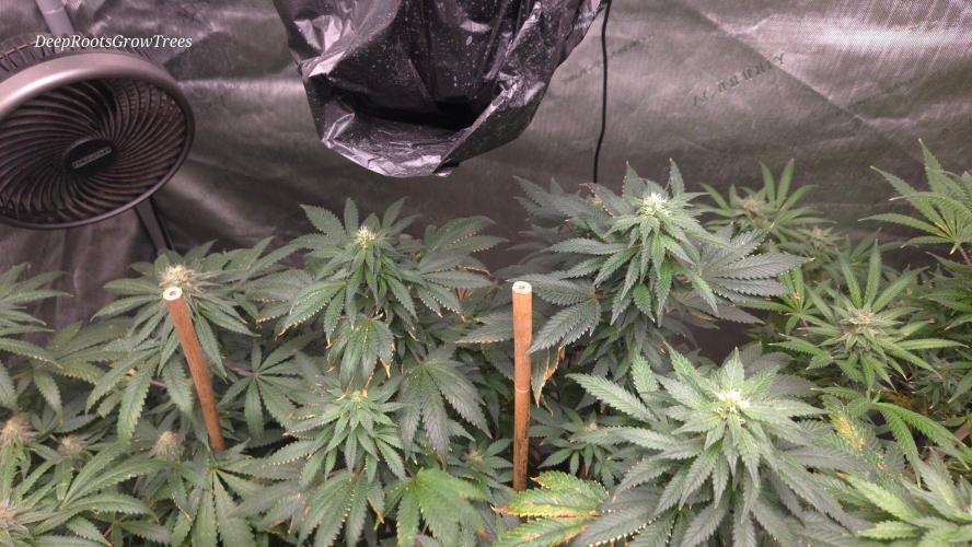 CANDY 🍫 / DIVINE SEEDS. Week 13