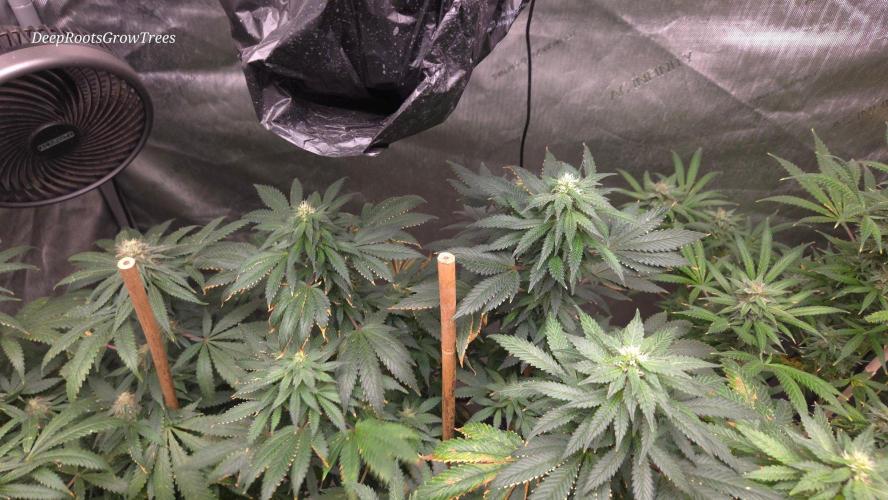 Candy . Week 13
