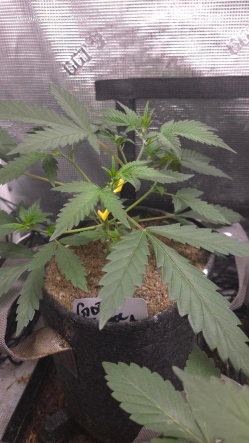 GODFATHER OG AUTO. Week 4