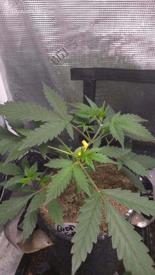 GODFATHER OG AUTO. Week 4