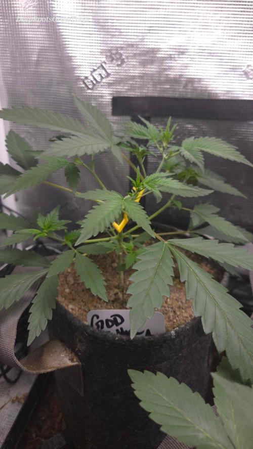 GODFATHER OG AUTO. Week 4