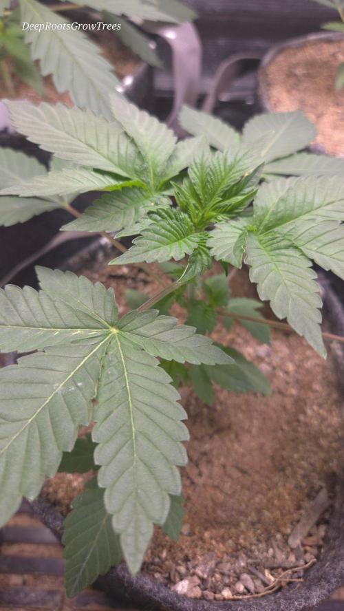 SKUNK #1 AUTOMAATIC. Week 3