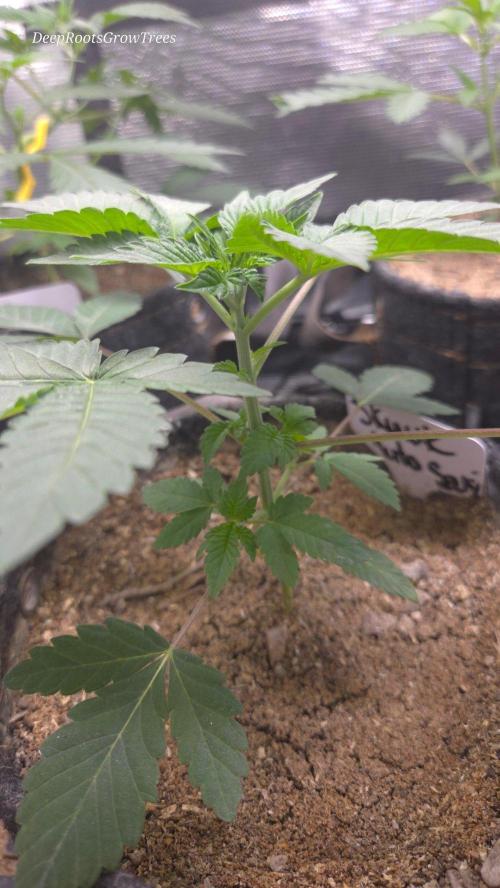 SKUNK #1 AUTOMAATIC. Week 3