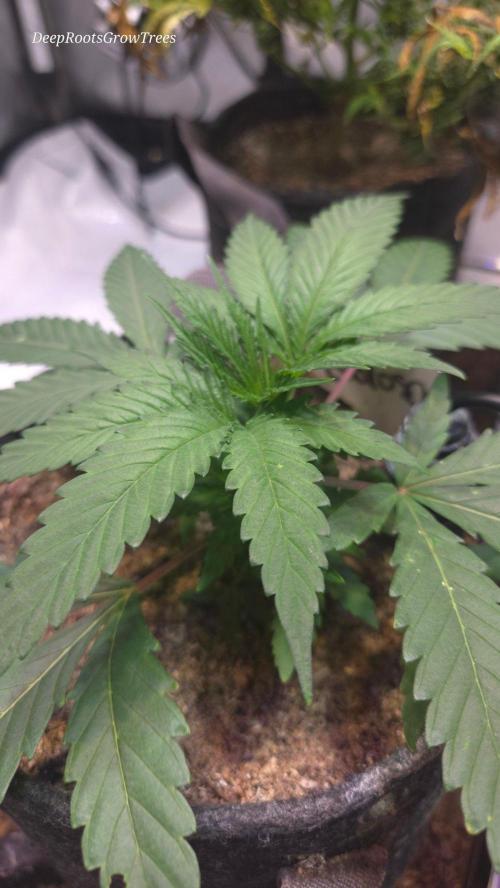 GOLOSA DELICIOUS SEED. Week 4