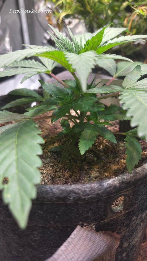 GOLOSA DELICIOUS SEED. Week 4