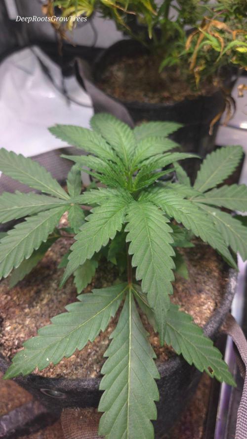 GOLOSA DELICIOUS SEED. Week 4