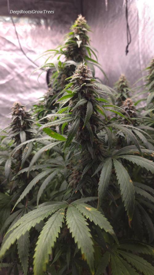 SPECIAL GROW CBD/THC. Week 15