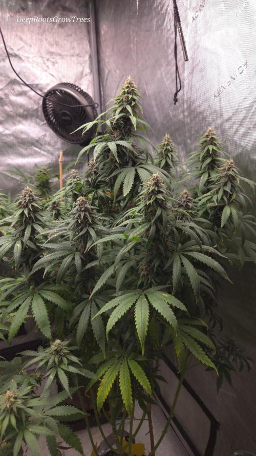 SPECIAL GROW CBD/THC. Week 15
