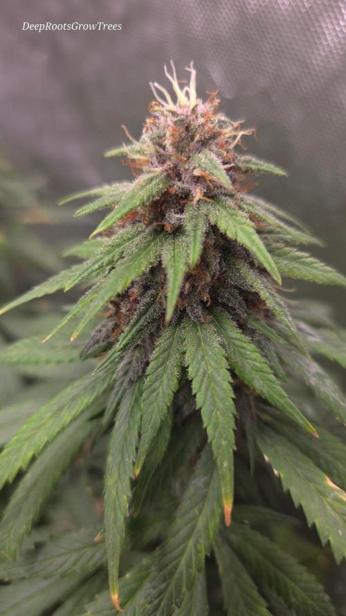 SPECIAL GROW CBD/THC. Week 15