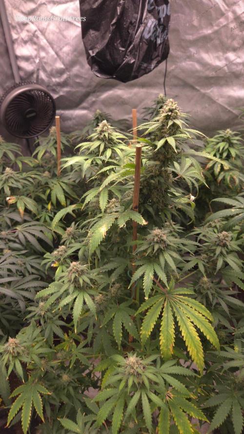 ORANGE 🍊 SHERBERT / FASTBUDS 420. Week 14