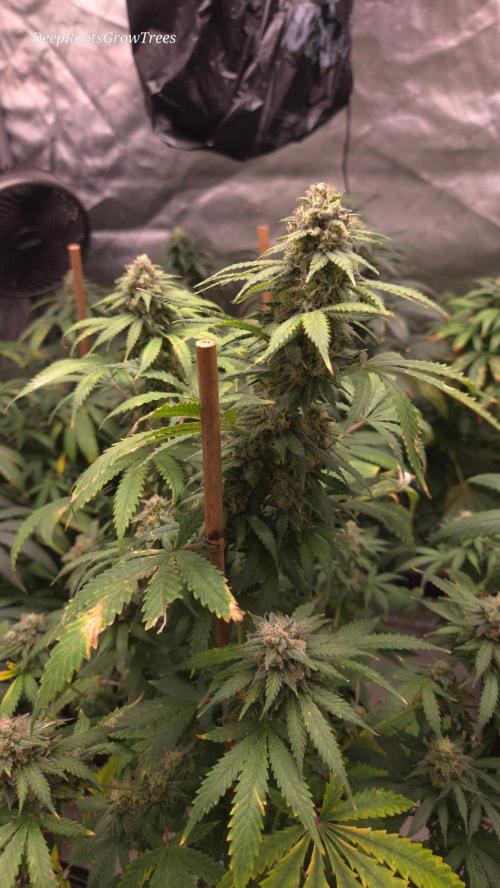 ORANGE 🍊 SHERBERT / FASTBUDS 420. Week 14
