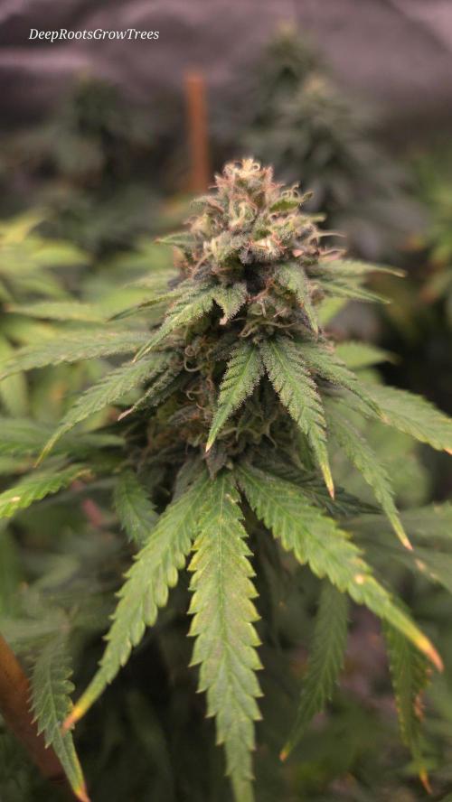 ORANGE 🍊 SHERBERT / FASTBUDS 420. Week 14