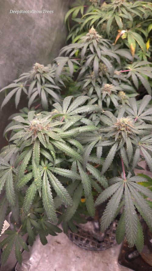 GG4 SHERBERT FF / FASTBUDS 420. Week 14
