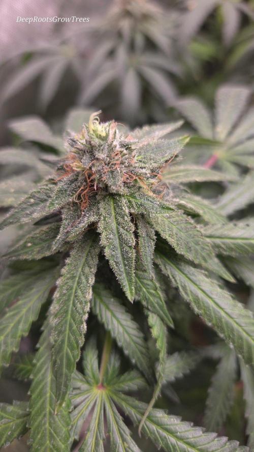 GG4 SHERBERT FF / FASTBUDS 420. Week 14