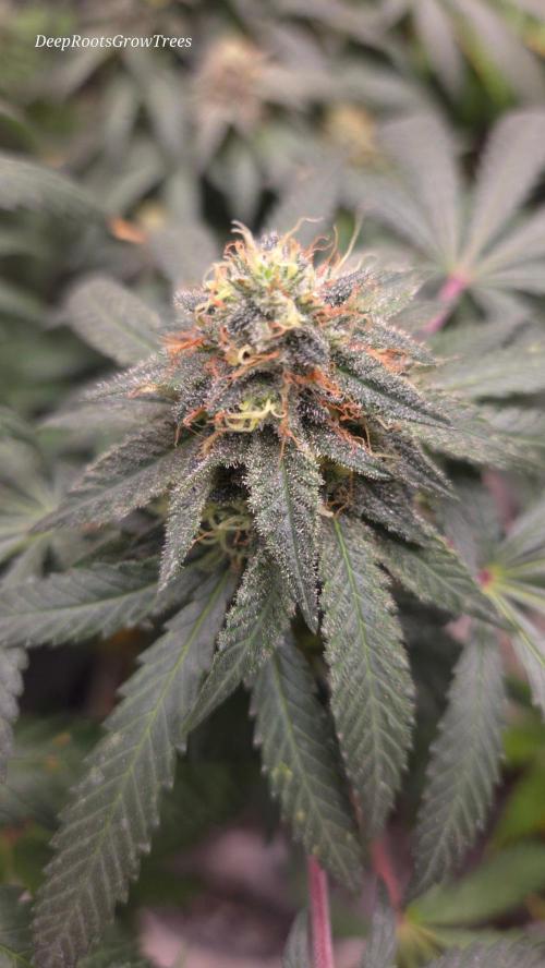 GG4 Sherbet FF. Week 14