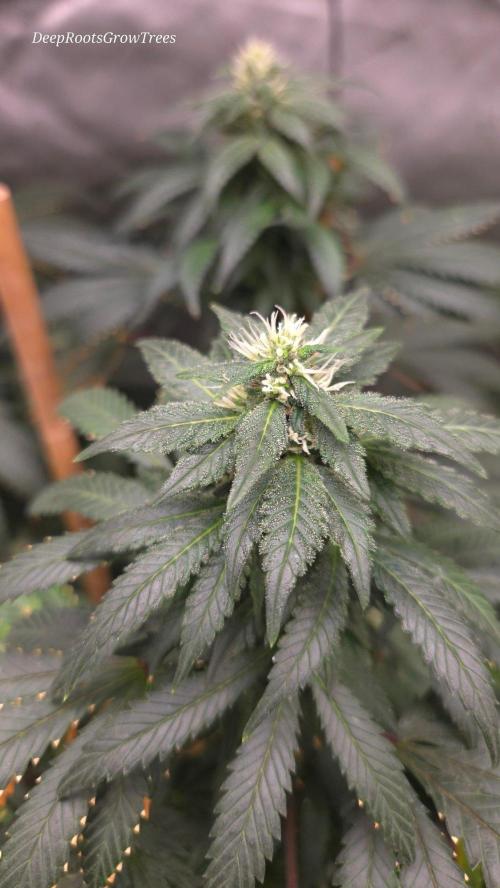 CANDY 🍫 / DIVINE SEEDS. Week 14