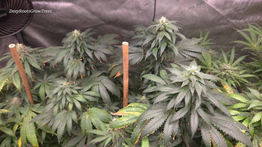 Candy . Week 14