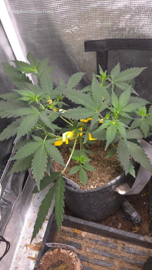 GODFATHER OG AUTO. Week 5