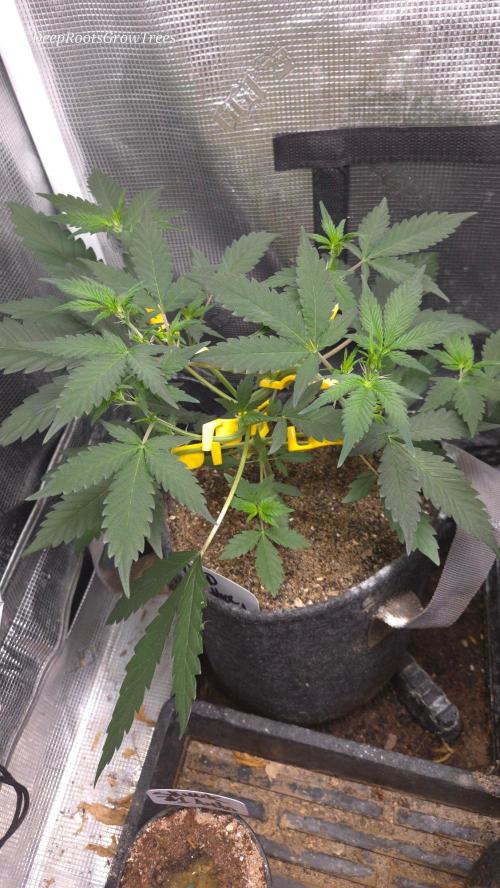 GODFATHER OG AUTO. Week 5
