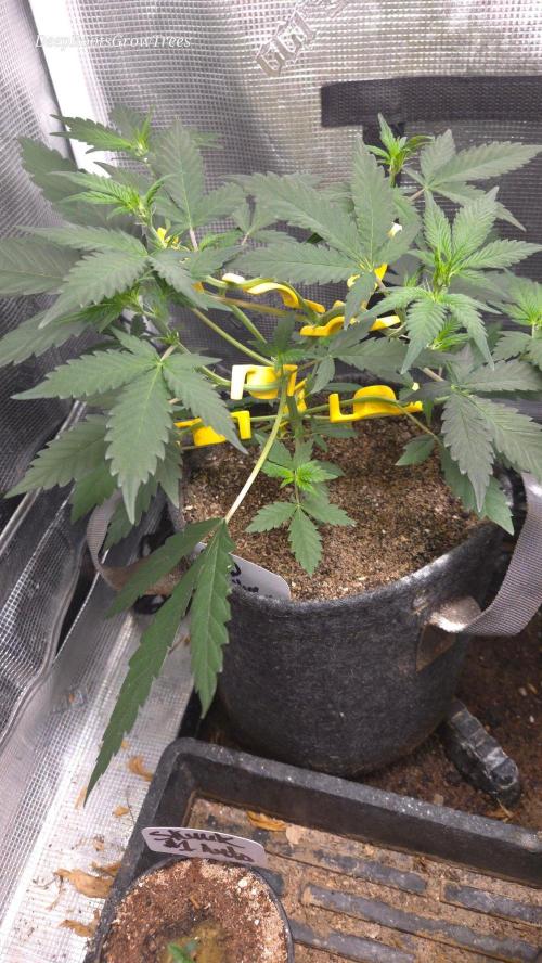 GODFATHER OG AUTO. Week 5