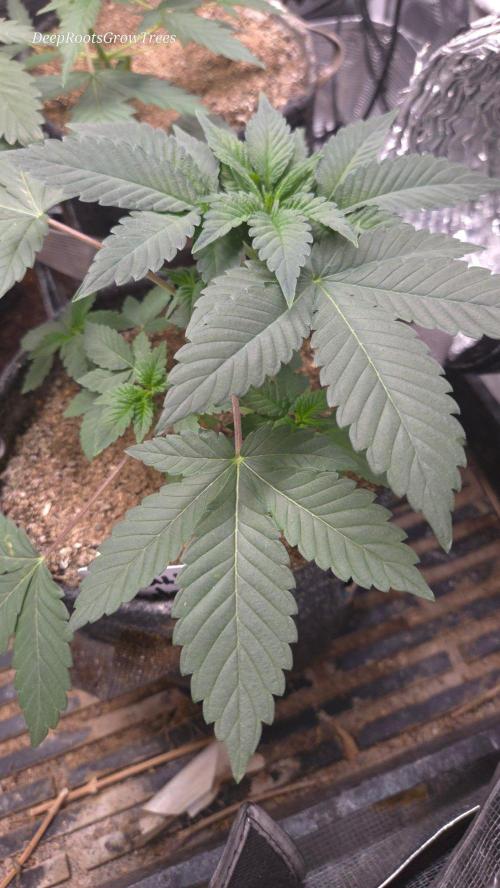 SKUNK #1 AUTOMAATIC. Week 4