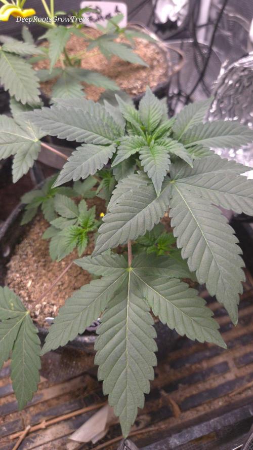 SKUNK #1 AUTOMAATIC. Week 4