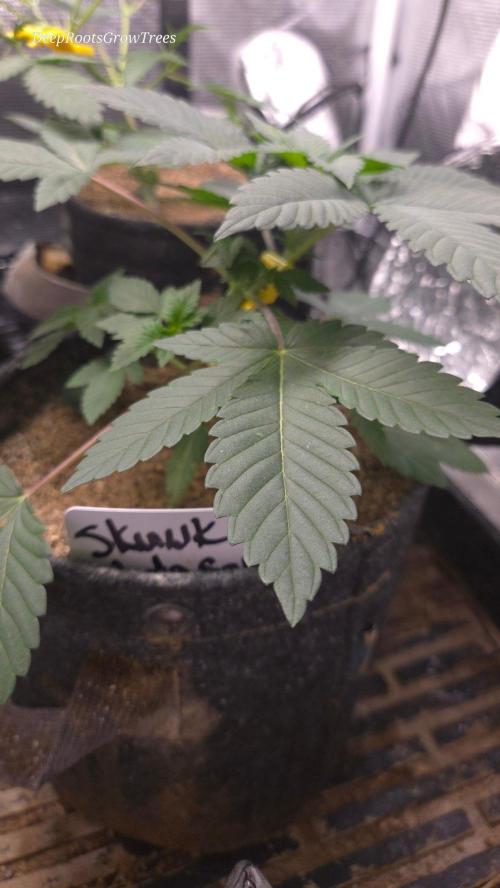 SKUNK #1 AUTOMAATIC. Week 4