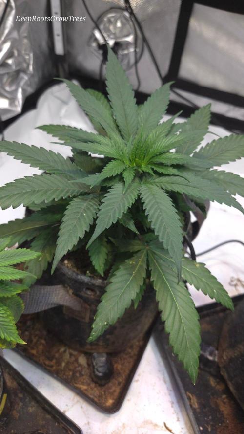 GOLOSA DELICIOUS SEED. Week 5